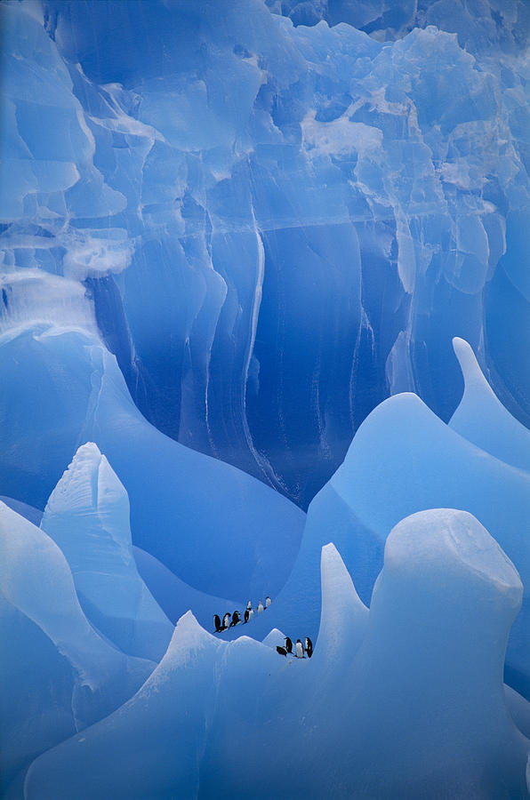 Chinstrap Penguins Photograph by Mint Images