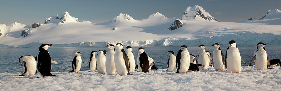 Chinstrap Penguins On Half Moon Island Photograph by Mint Images - Art Wolfe