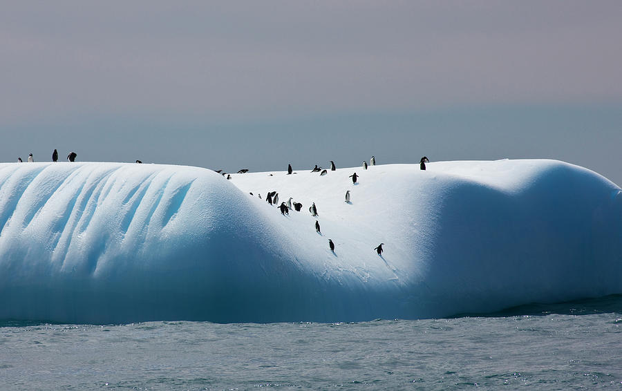 Chinstrap Penguins On Iceberg Off Of Photograph by Darrell Gulin