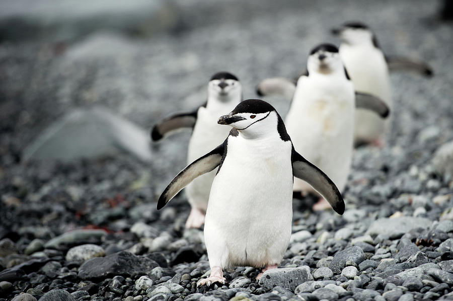 Chinstrap Penguins On The March Photograph by Rebecca Yale
