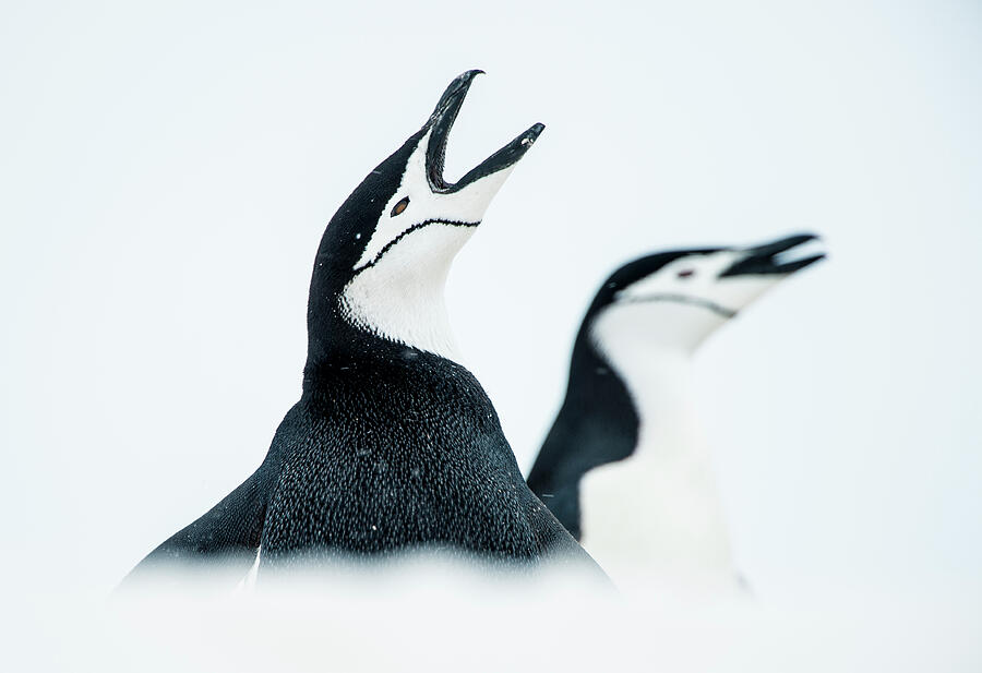 Bird Photograph - Chinstrap Penguins Once Calling, South Shetland Islands by Inaki Relanzon / Naturepl.com
