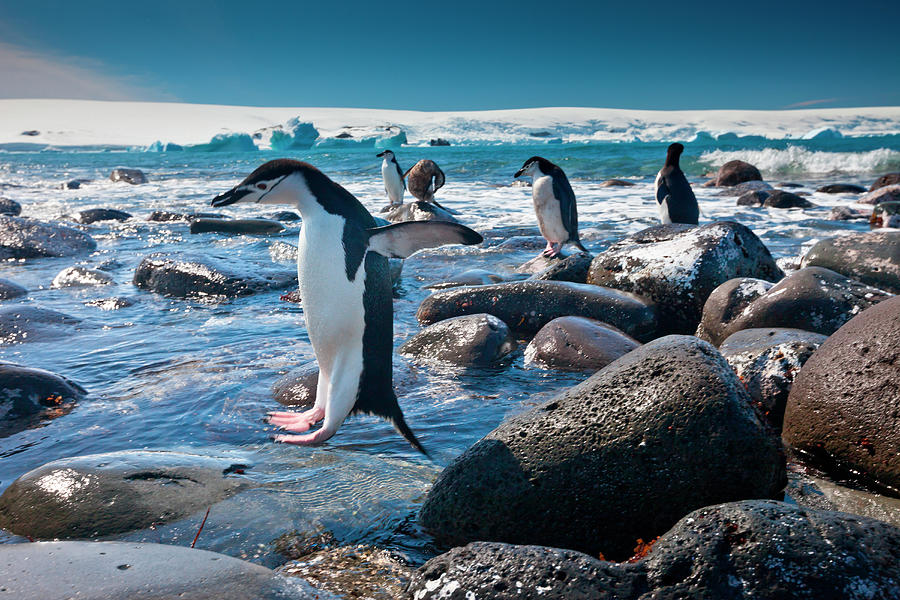 Chinstrap Penguins, Penguin Island Photograph by Mint Images/ Art Wolfe