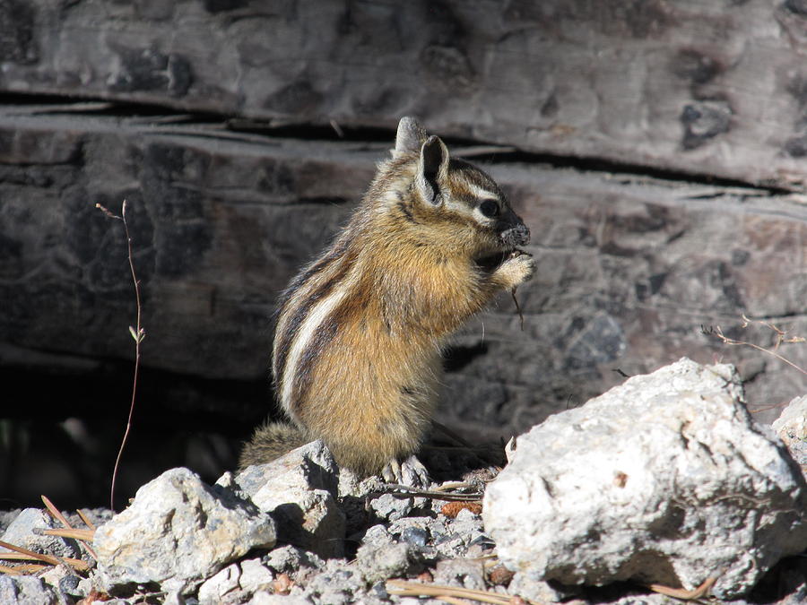 Chipmunk - #8760 Photograph by StormBringer Photography