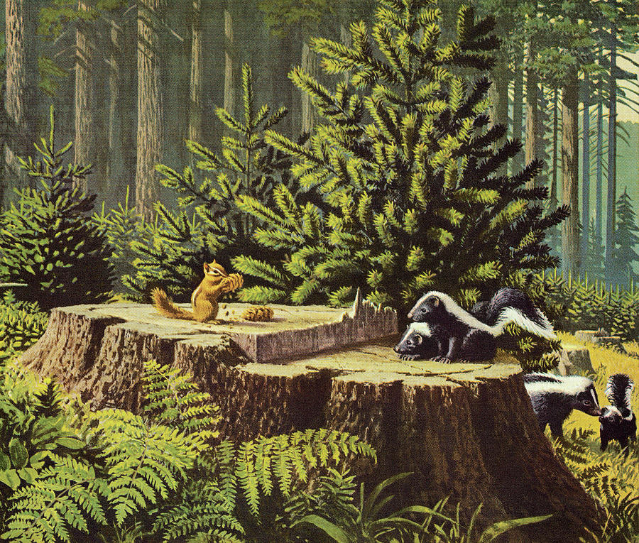 Nature Drawing - Chipmunk and Skunks in the Forest by CSA Images