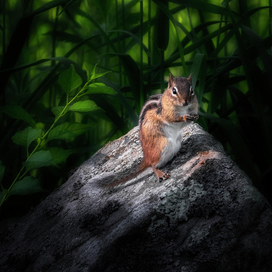 Chipmunk Photograph by Bill Wakeley