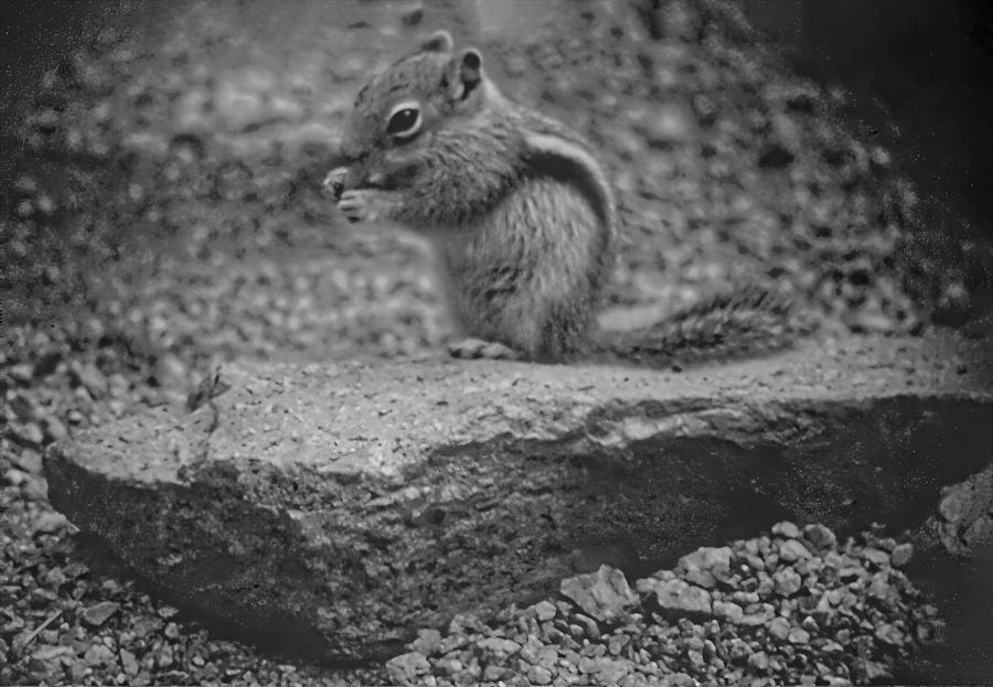 Chipmunk  Photograph by Cathy Anderson