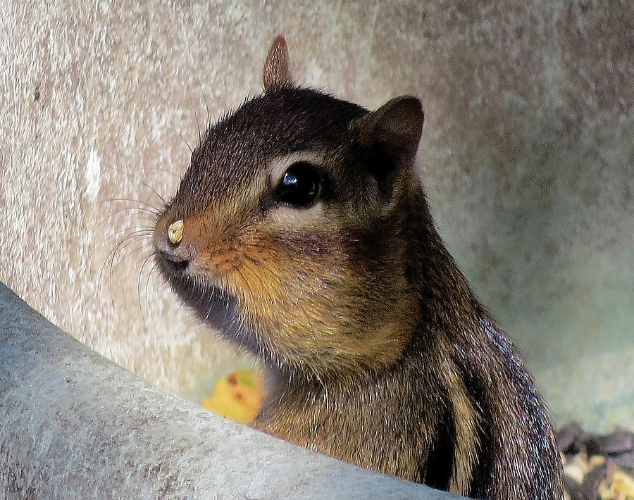 Chipmunk Caught in the Act Photograph by Linda Stern