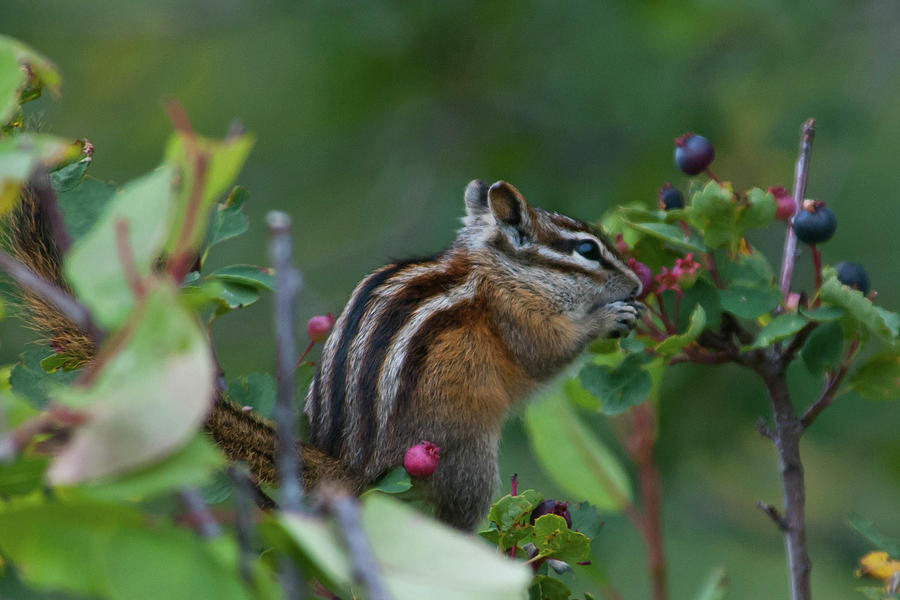Chipmunk Eating Berries Photograph