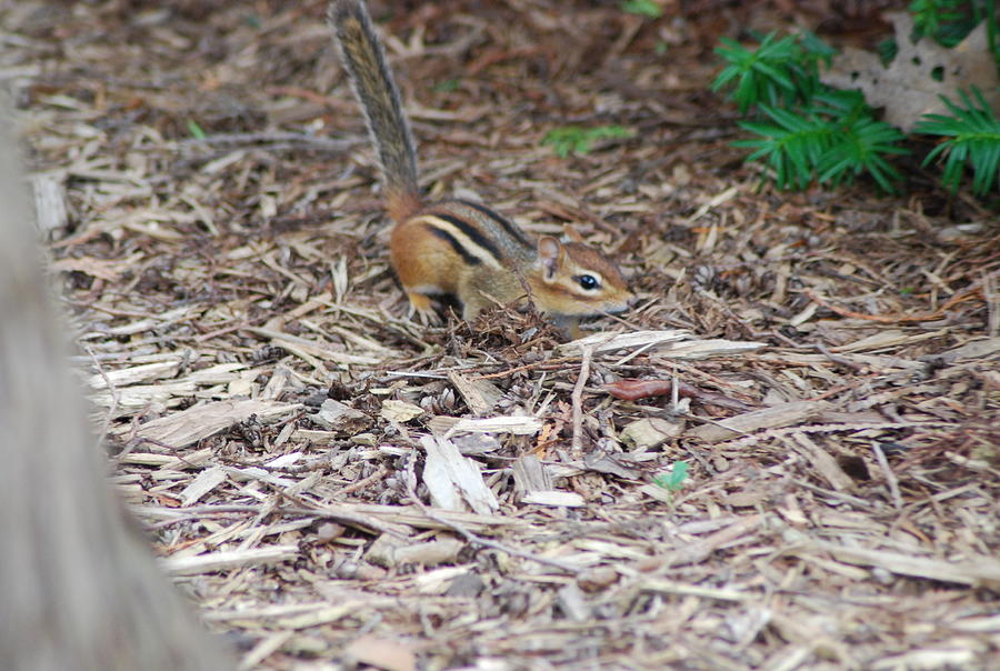 Chipmunk Photograph by Ee Photography