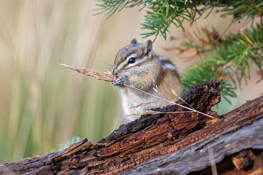 Chipmunk Fattens Up for Winter Photograph by Tony Hake