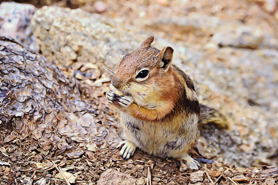 Chipmunk In Estes Park Photograph by Gaby Ethington - Fine Art America