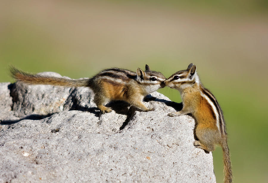 Chipmunk Love Photograph by Lana Trussell