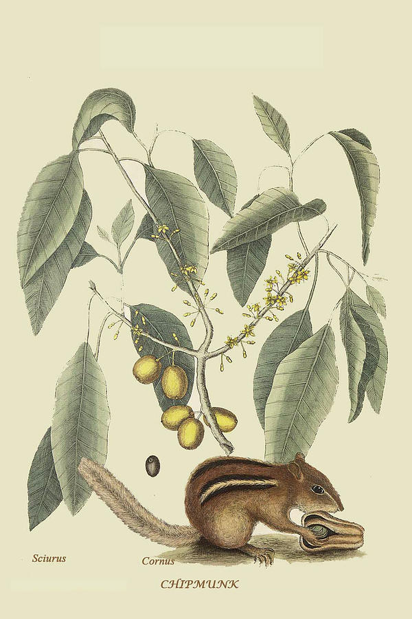 Chipmunk Painting by Mark Catesby