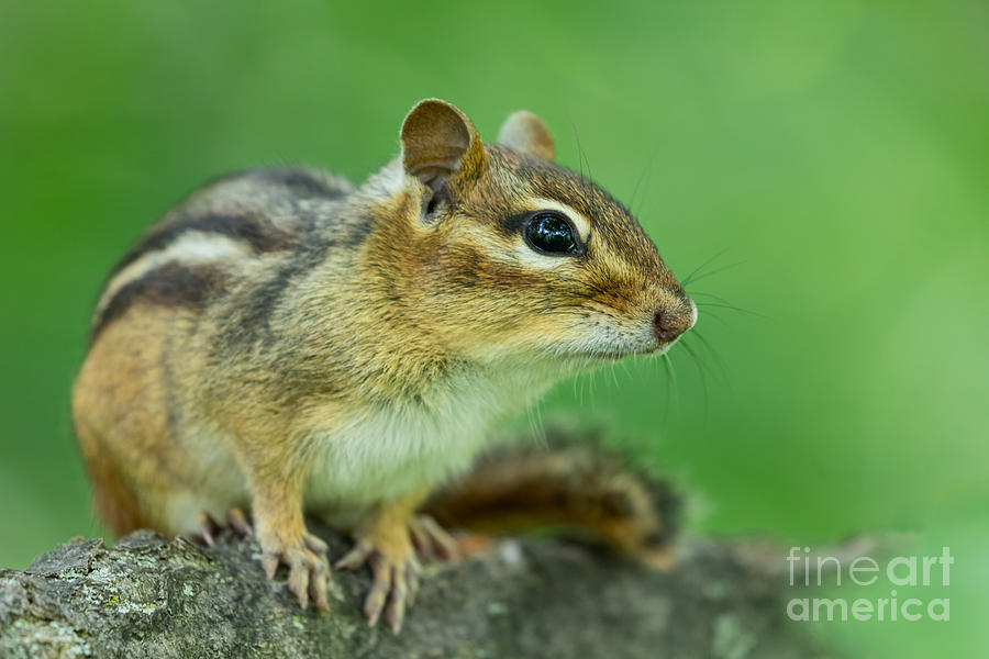 Chipmunk on a Tree Photograph by Alma Danison