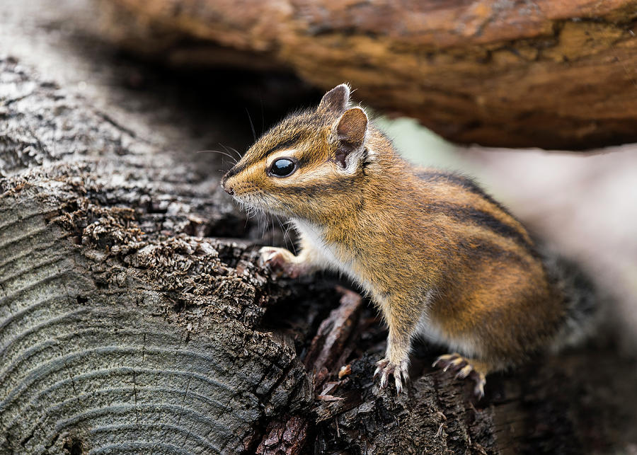 Chipmunk on Driftwood Photograph by Robert Potts