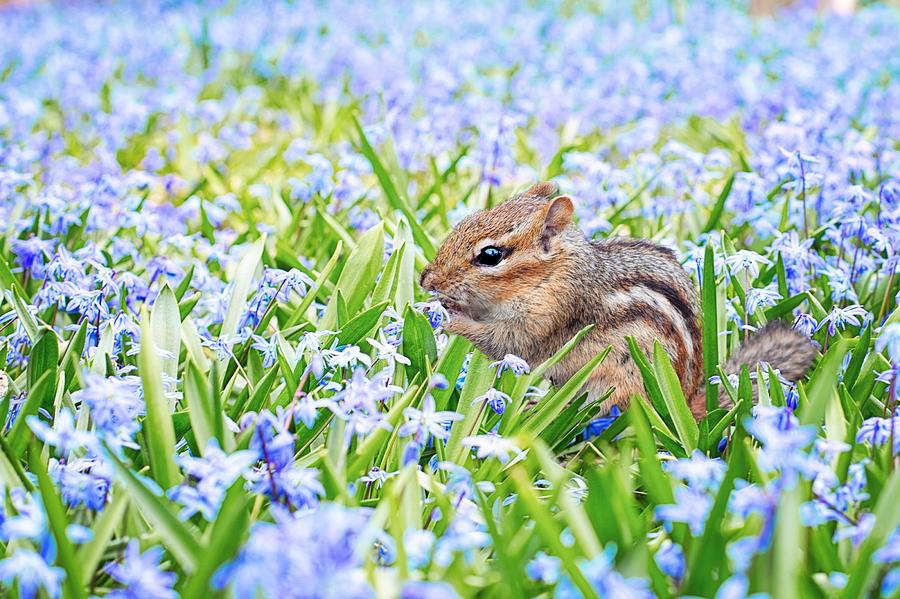 Chipmunk on flowers Photograph by Top Wallpapers