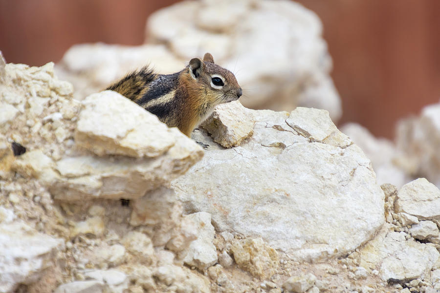 Chipmunk or Squirrel  Photograph by Debra Martz