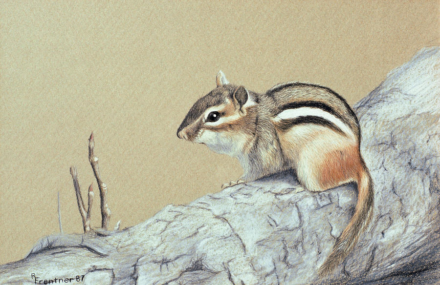 Chipmunk Painting by Rusty Frentner