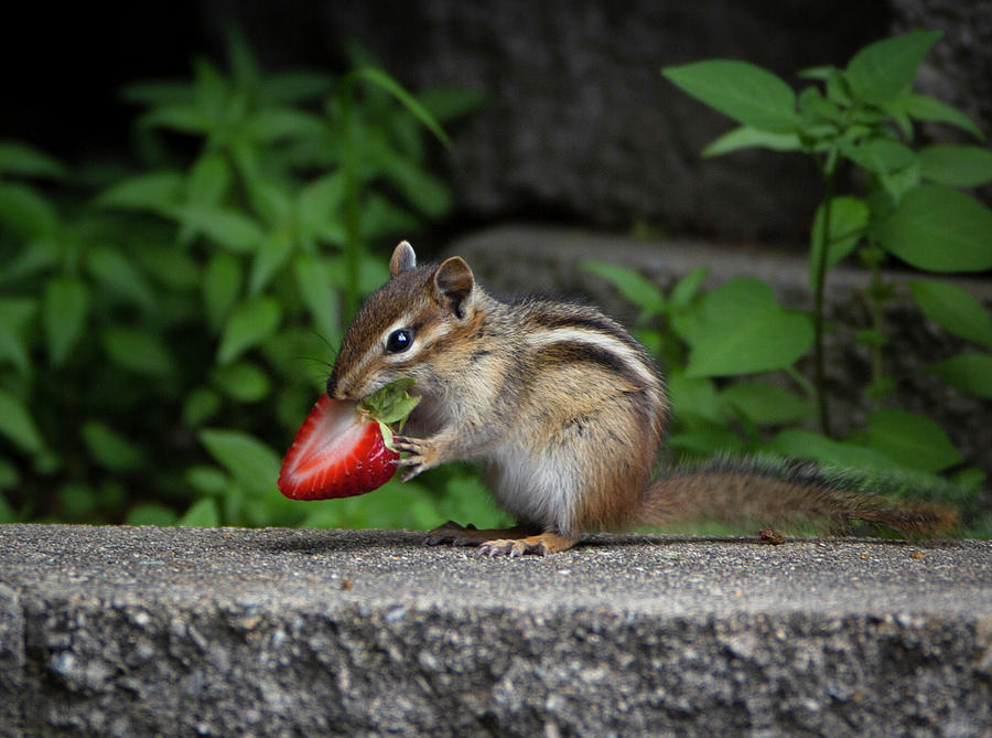  Chipmunk Eats A Strawberry  Photograph by Susan Stone