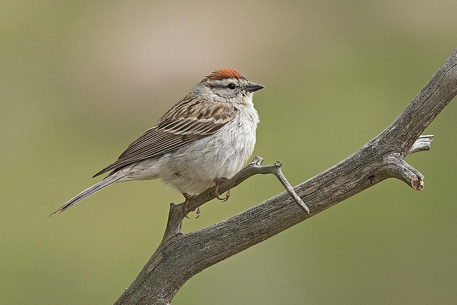 Chipping Sparrow Photograph by Earl Nelson | Fine Art America