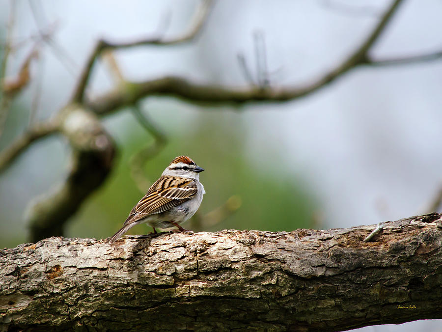 Up Movie Photograph - Chipping Sparrow in a Tree by Christina Rollo
