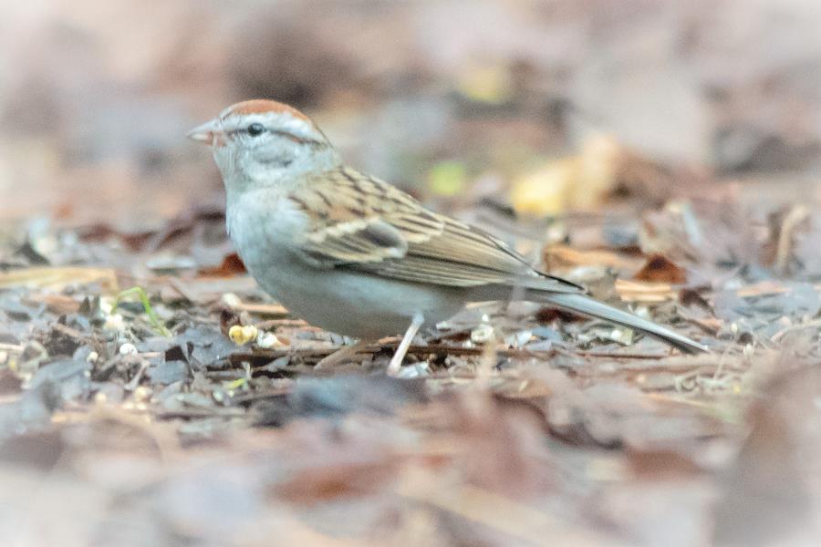 Chipping Sparrow Photograph by Mary Ann Artz