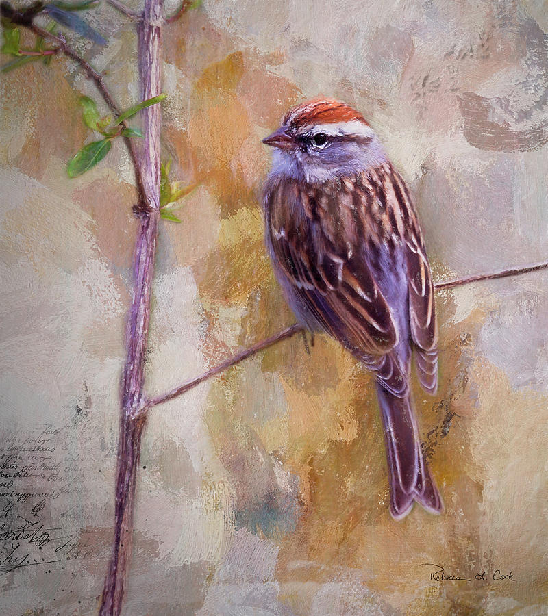 Chipping Sparrow Portrait Photograph