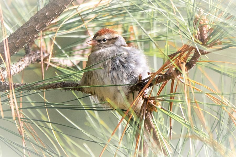 Chipping Sparrow Portrait Photograph by Mary Ann Artz
