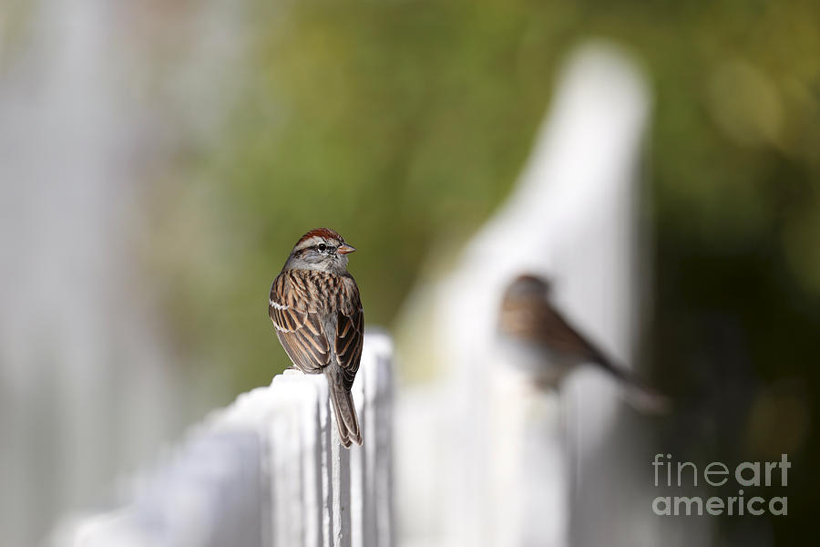 Chipping Sparrows on a Fence by Rachel Morrison Chipping Sparrows on a Fence by Rachel Morrison