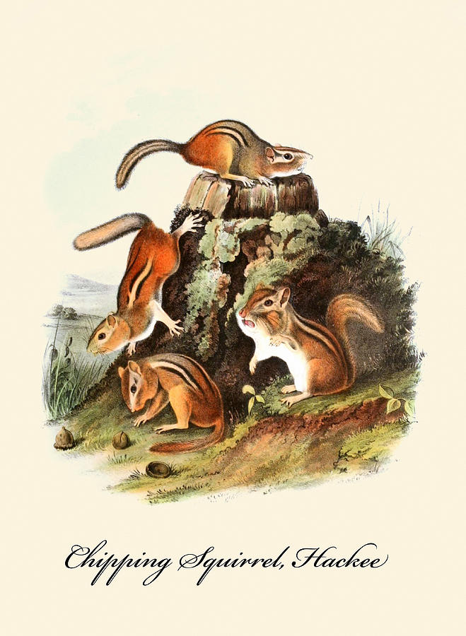 Chipping Squirrel, Hackee Painting by John Joseph Audubon