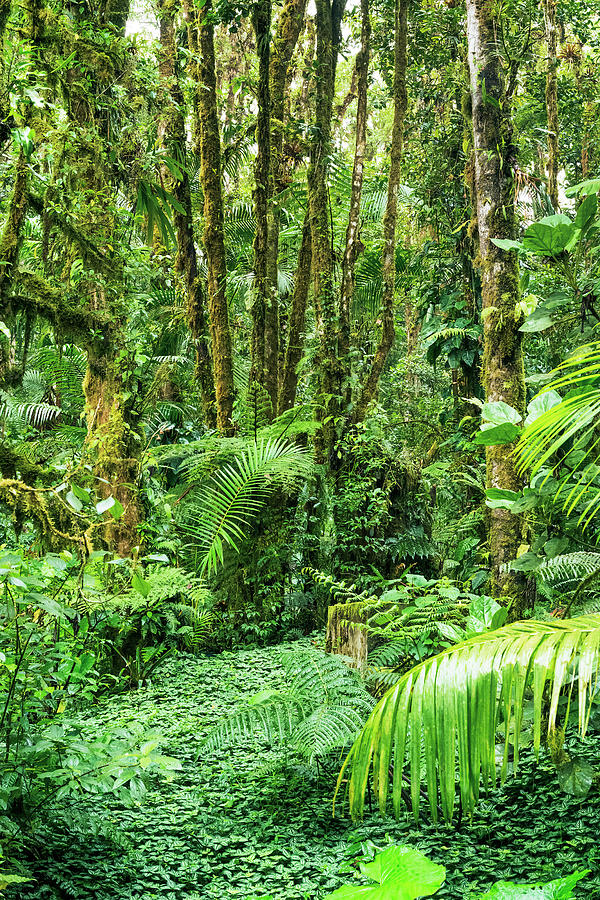 Chiriqui Jungle Path Photograph by Jackson Ball - Pixels