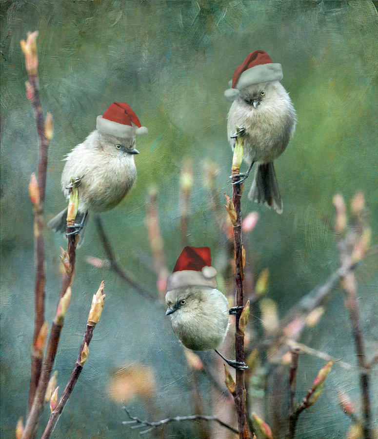 Christmas Bushtits Photograph by Angie Vogel
