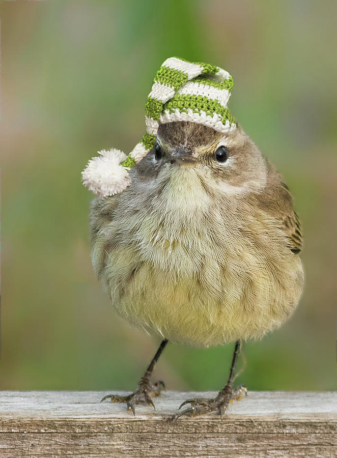 Chirstmas Warbler by Georgia Wilson Chirstmas Warbler by Georgia Wilson