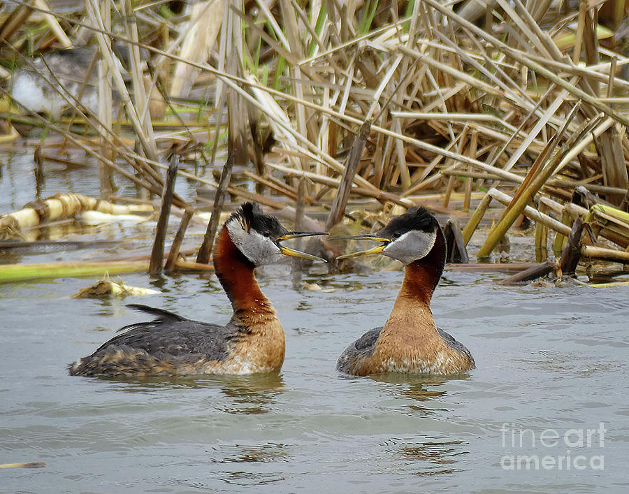 Chit Chat Photograph by Teresa A and Preston S Cole Photography - Fine ...