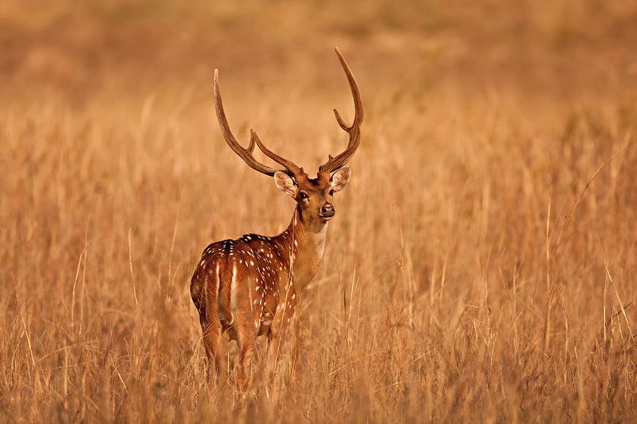 Chital - Kanha Tiger Reserve Photograph by The Eternity Photography -