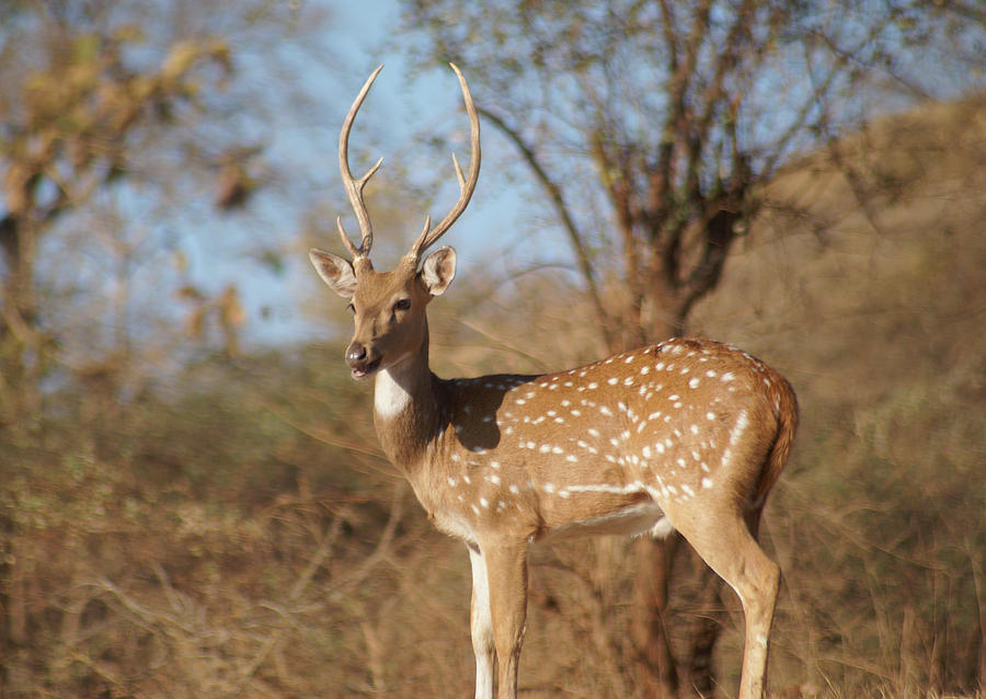 Chital Spotted Deer In Sasan Gir Wildlife Center Digital Art by Carol ...