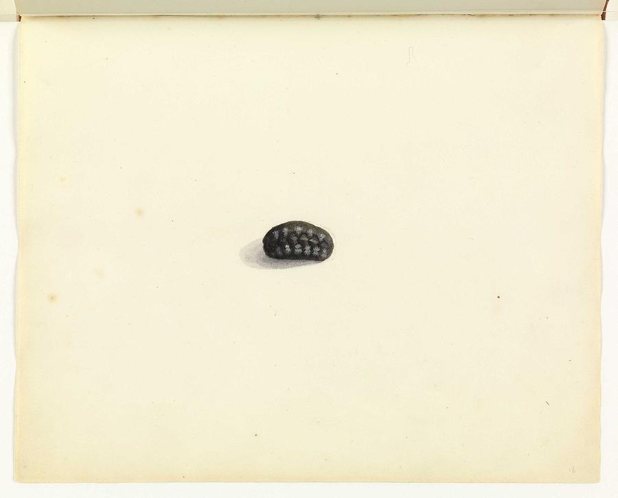 Nature Painting - Chiton Unsigned sketches attributed to William Buelow Gould by Celestial Images