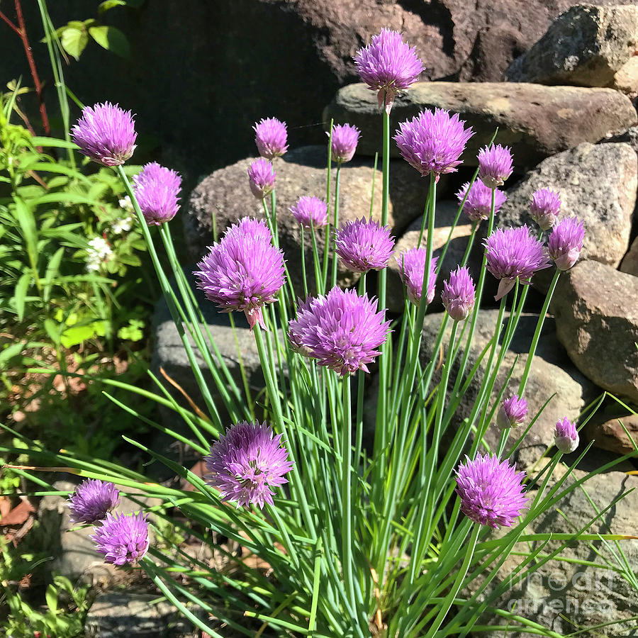 Chive Blossom 2 Photograph by Amy E Fraser