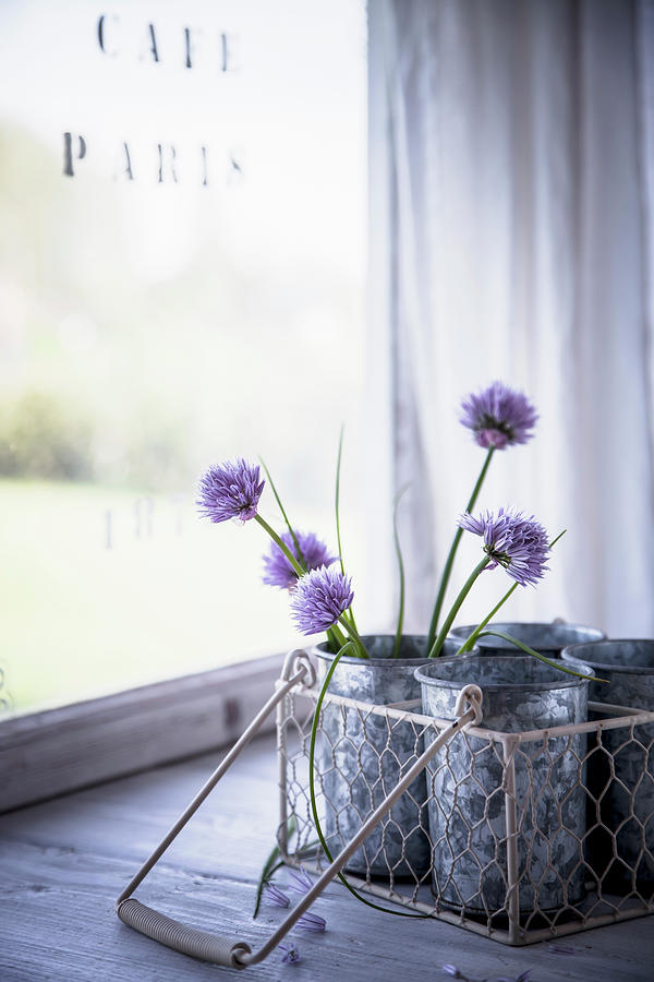 Chive Blossoms In Beakers In Wire Basket Photograph by Kati Finell