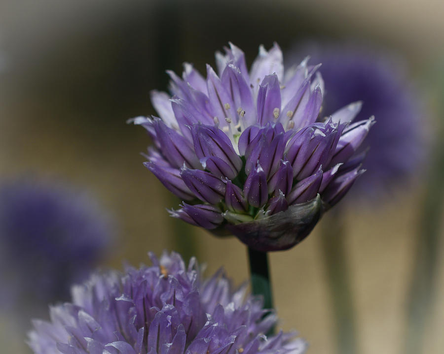 Chive Blossoms Photograph by Tana Reiff