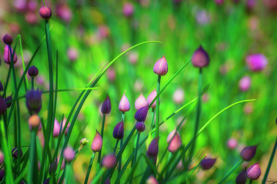 Chive Buds  Photograph by Dee Browning
