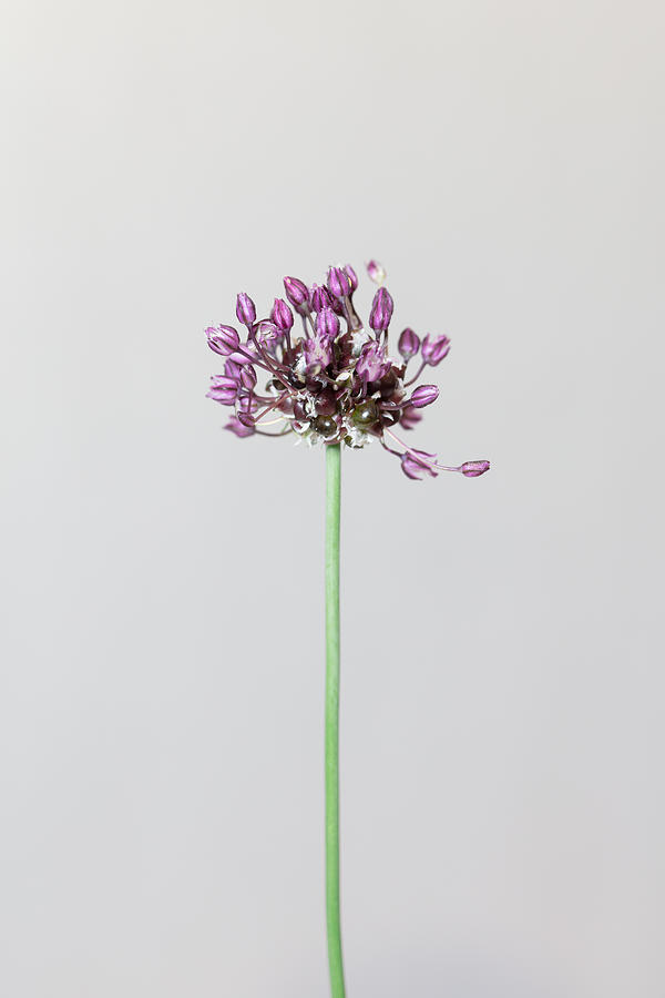 Chive Flower Photograph by 1x Studio Iii