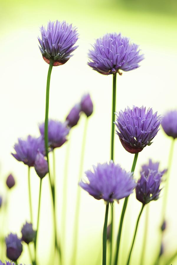 Chive Flowers Lit From Behind Photograph by Uwe Bender