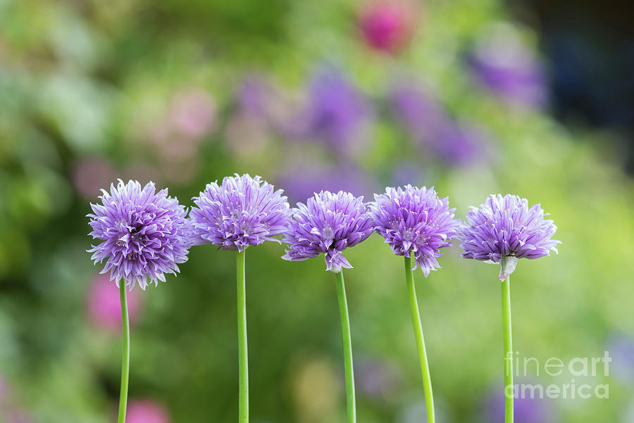 Chive Flowers Photograph by Tim Gainey