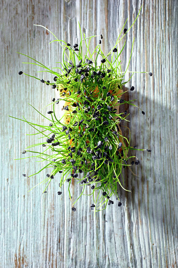 Chive-garlic Sprouts Photograph by Petr Gross