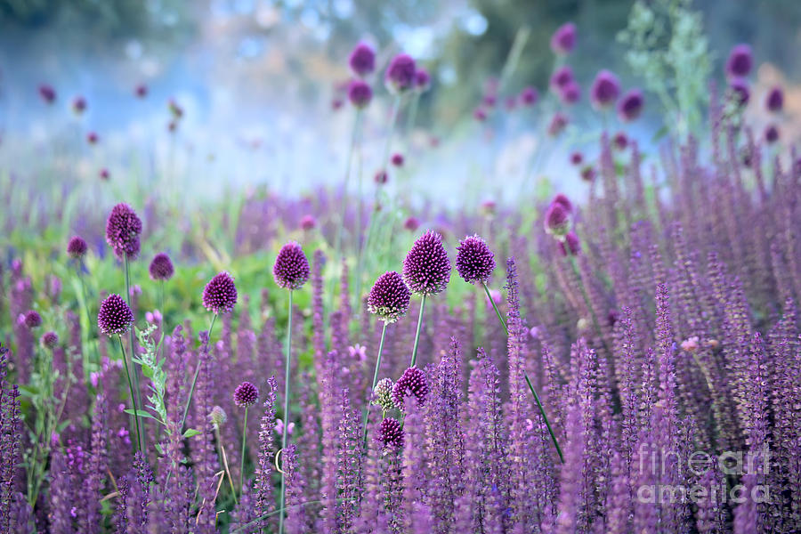 Bed Photograph - Chive Herb Flowers - Allium by Tatiana Belova Bed Photograph - Chive Herb Flowers - Allium by Tatiana Belova