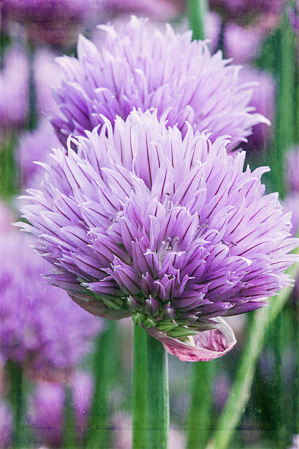 Chives Photograph by Cindi Ressler