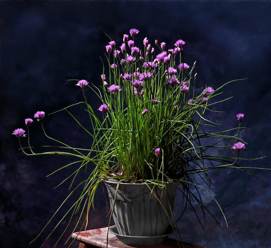 Chives Photograph by Don Spenner