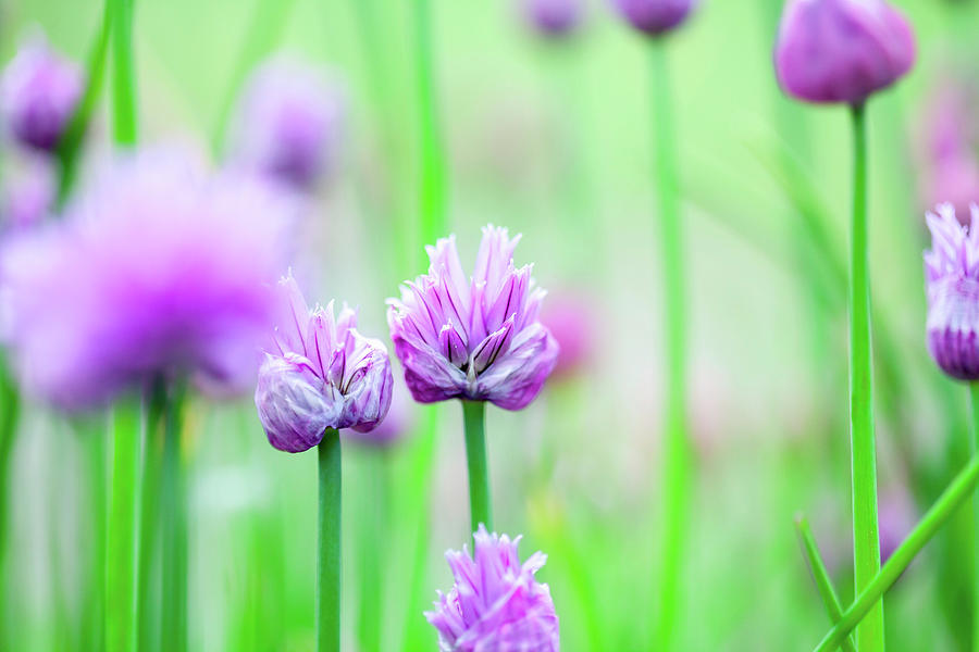 Chives Growing In Garden Photograph by Kati Finell