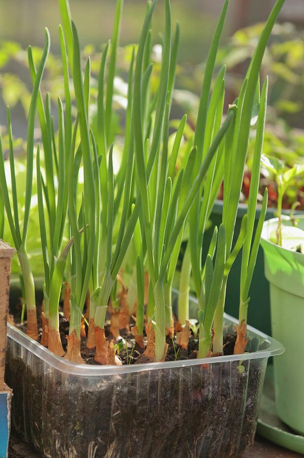 Chives In Planting Tray Photograph by Ewa Rejmer
